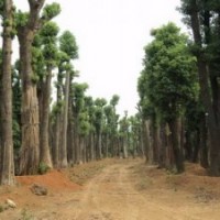 香泡和香泡樹價格和夏天高溫香泡樹