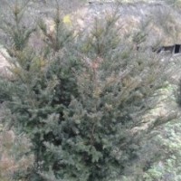 紅豆杉，楠木，黃楊木