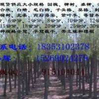晉城6公分旱柳價格15至20公分饅頭柳價格垂柳特價