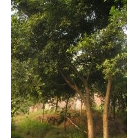 供黃葛樹