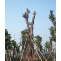 供應四川黃葛樹大樹，瀘州大黃葛樹，黃葛樹大樹價格