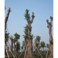 黃葛樹(shù)大樹(shù)供應(yīng)，瀘州大黃葛樹(shù)，黃葛樹(shù)大樹(shù)價(jià)格