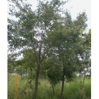 西安苗圃供應元寶楓、青楓、紅楓、桂花、銀杏