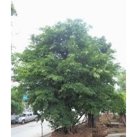 歡迎訂購(gòu)黃葛樹(shù)大樹(shù)