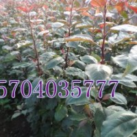 北美海棠，遼寧北美海棠，大葉北美海棠