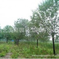 供應(yīng)13-20公分白蠟