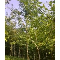 成都銀杏價(jià)格 成都銀杏報(bào)價(jià) 銀杏品種 銀杏規(guī)格