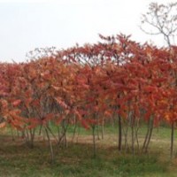 火炬樹大降價(jià)