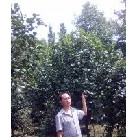 供應(yīng)茶花、臘梅