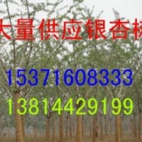 供應(yīng)銀杏，銀杏樹，銀杏苗木，銀杏小苗，銀杏樹苗，白果樹