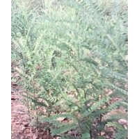 【刺槐 國槐 白蠟 皂角苗】專業(yè)供應