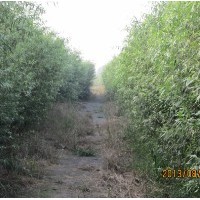 供應(yīng)1-3年竹柳