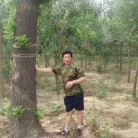 大量供應(yīng)白蠟、柳樹、檉柳、國槐、刺槐、合歡、榆樹、臭椿