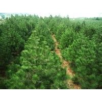 白皮松出售、1-1.5米白皮松出售、價(jià)格優(yōu)惠