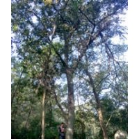 購樸樹.找小付.樸樹產(chǎn)地.找小付