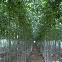 速生白蠟、國槐、垂柳