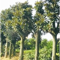 供應(yīng)：湖南廣玉蘭，米徑8-12公分廣玉蘭