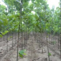 山東速生國槐／速生白蠟（２號／３號）速生法桐等