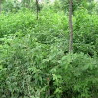 供應(yīng)金銀木