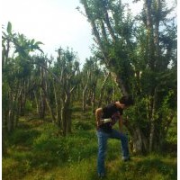 湖北地區(qū)對(duì)接，三角楓，青桐大量供應(yīng)