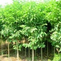 供應(yīng)青桐樹