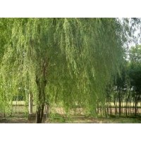 供應(yīng)柳樹