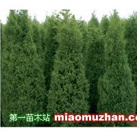 供應(yīng)側(cè)柏