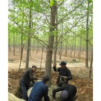 銀杏樹-低價(jià)專供