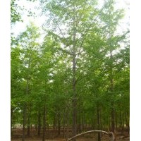 專業(yè)供應10-40公分銀杏樹