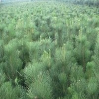 供應(yīng)油松苗木油松小苗70公分