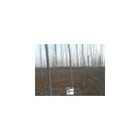 低價供垂柳－毛白楊－１０７速生楊－千頭椿－國槐－白蠟－柳樹等