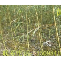 柳樹 柳樹 柳樹 柳樹 2-8公分量大?。?！