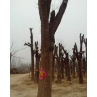 出售18cm全冠國槐白蠟