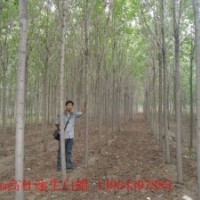 供應(yīng)山東白蠟國(guó)槐