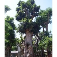 福建小葉榕的價格，福建小葉榕苗木基地