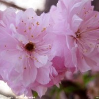 榆葉梅報價|河北榆葉梅基地