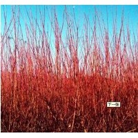 河北紅瑞木生長環(huán)境