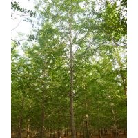 專供山東銀杏樹(shù)
