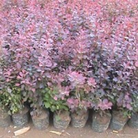 紅葉小檗|陜西營養(yǎng)缽紅葉小檗工程應(yīng)用范例