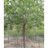 低價出售國槐小苗 國槐苗木網(wǎng) 供應(yīng)國槐苗木