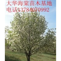 供應(yīng)八棱海棠樹