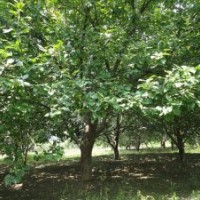 大華海棠樹基地銷售本地苗木八棱海棠樹