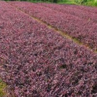 特賣湖南長沙苗木產(chǎn)品 長沙油茶苗基地批發(fā)油茶苗（扦插苗）物美