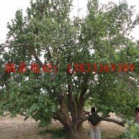 長期供應(yīng)八棱海棠樹