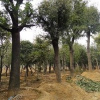 最新皂角價(jià)格表