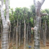 移植芒果樹 綠化芒果樹 福建芒果樹