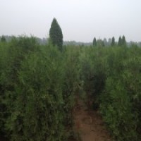 北京檜柏價(jià)格優(yōu)惠