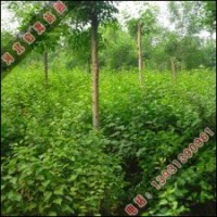 啟源銷售丁香小苗_丁香價格_啟源出售丁香