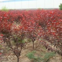 太陽(yáng)李樹(shù)苗