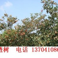 山楂樹大樹成樹